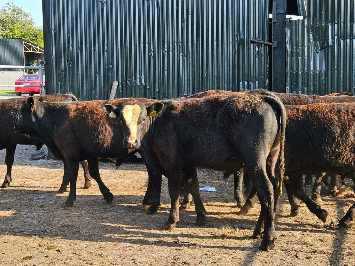 9 smashing Angus bullocks for sale - Image 1