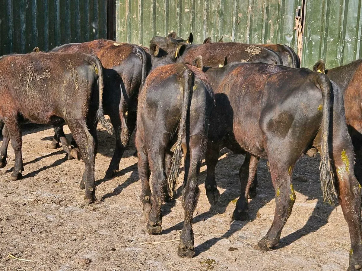 9 smashing Angus bullocks for sale - Image 2