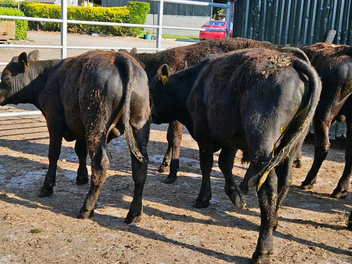 9 smashing Angus bullocks for sale - Image 4