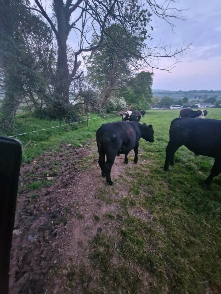 Yearling blks - Image 1