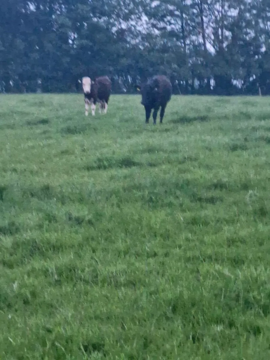 Yearling blks - Image 2
