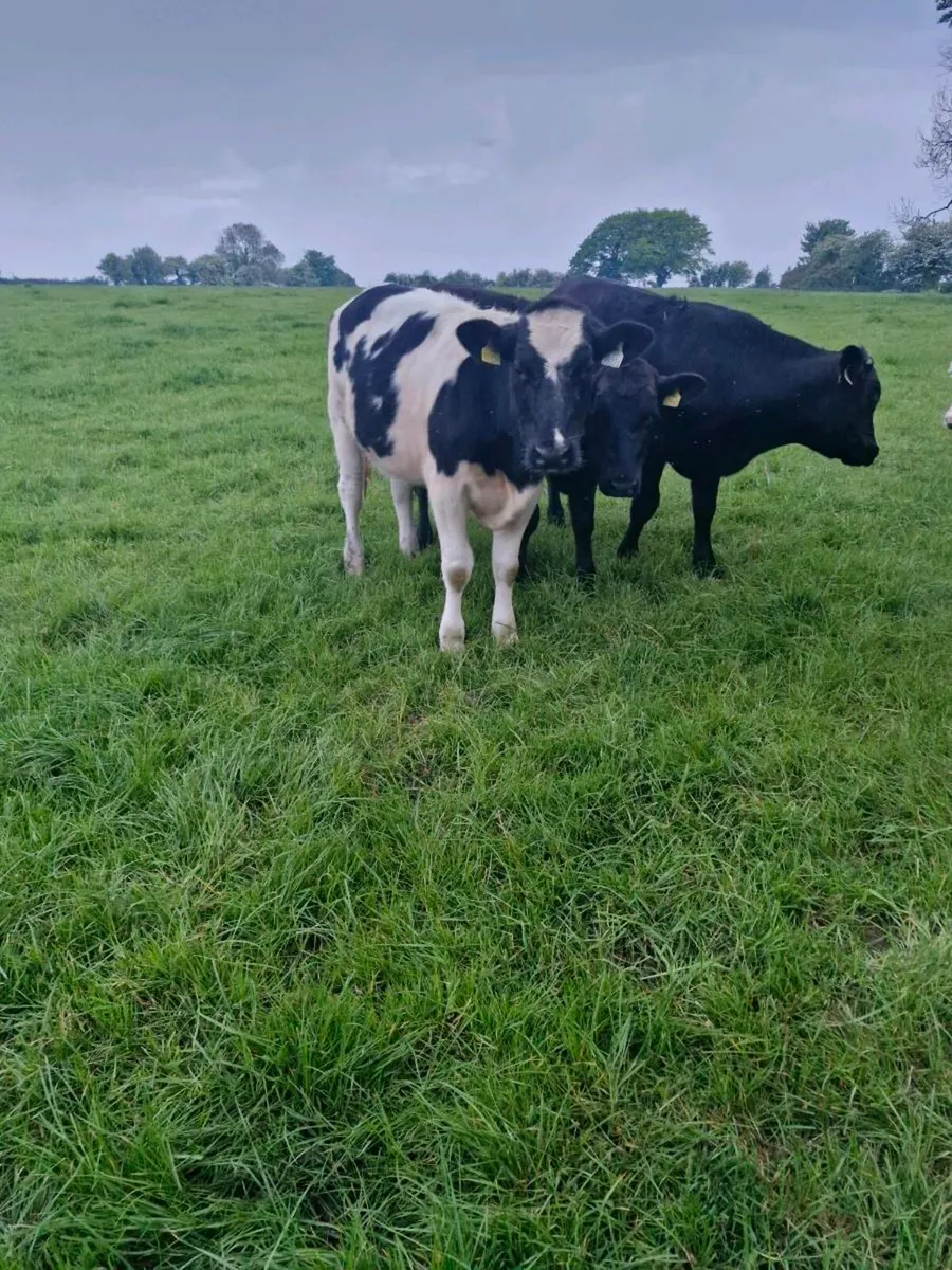 Yearling blks - Image 3