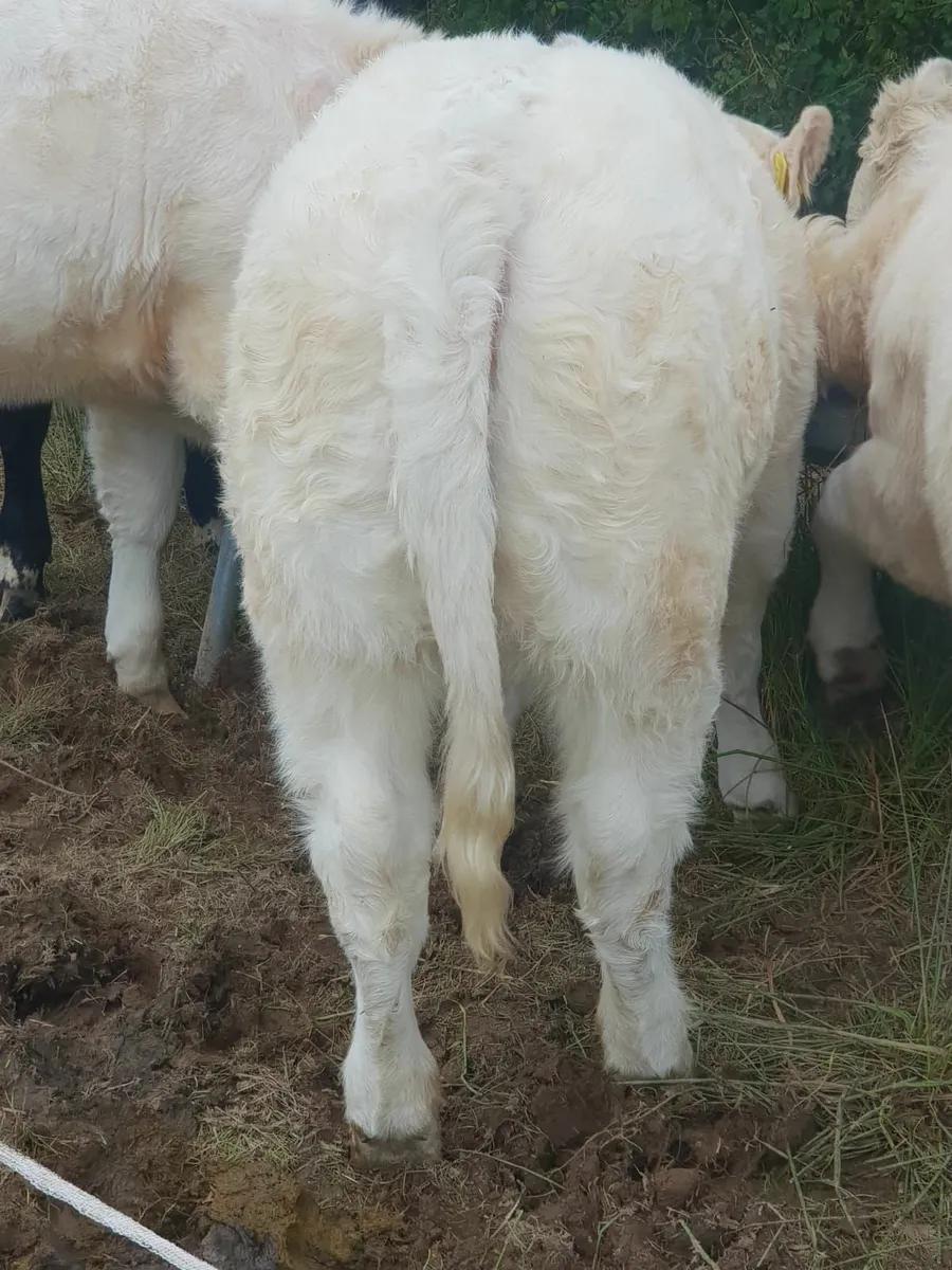 PBR ORGANIC CHAROLAIS HEIFER FOR SALE - Image 2