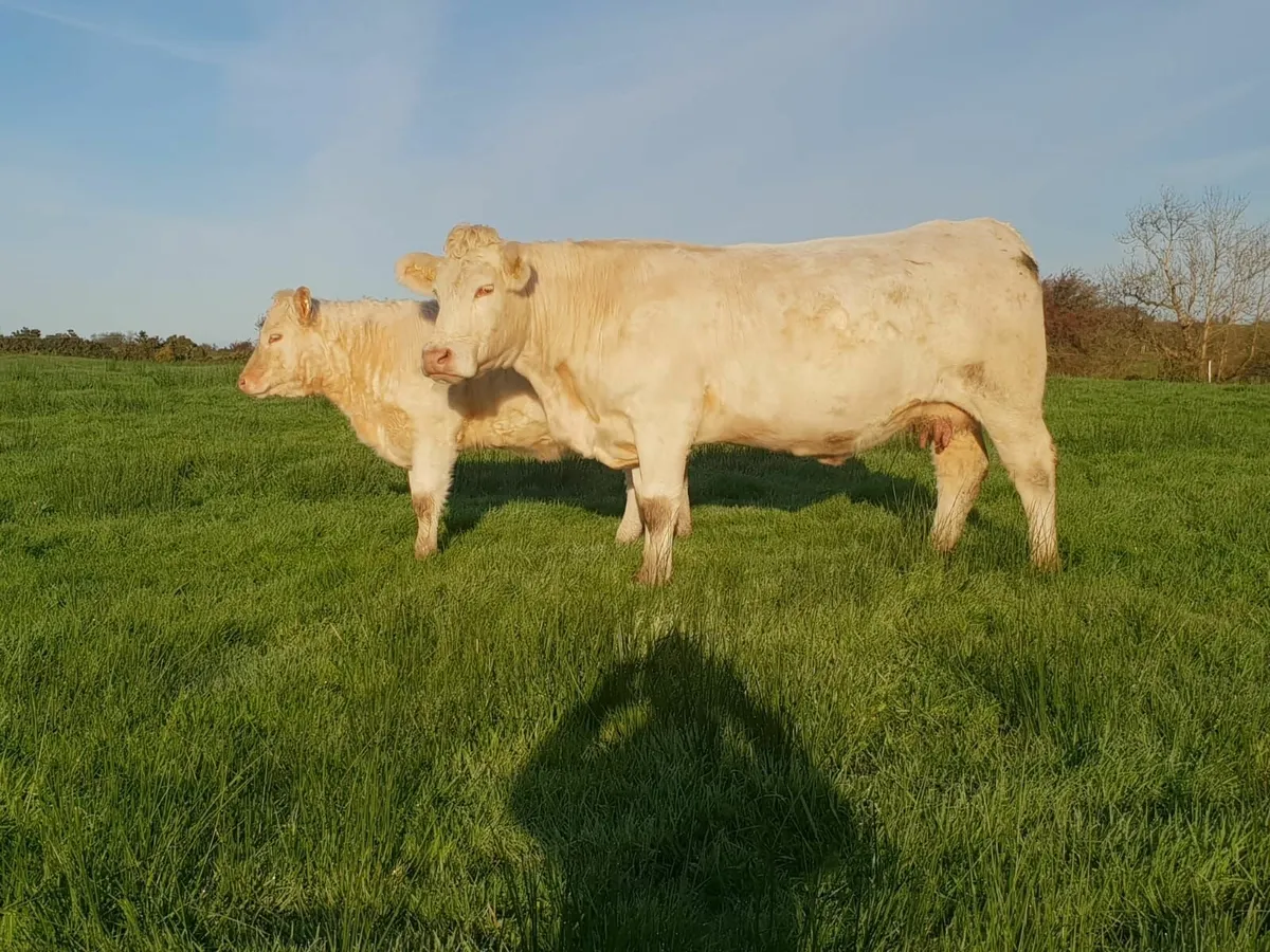 PBR ORGANIC CHAROLAIS HEIFER FOR SALE - Image 4