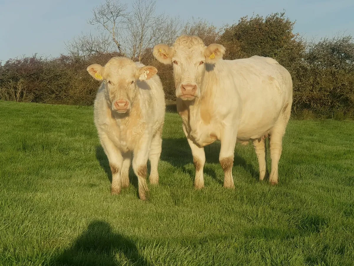 PBR ORGANIC CHAROLAIS HEIFER FOR SALE - Image 1