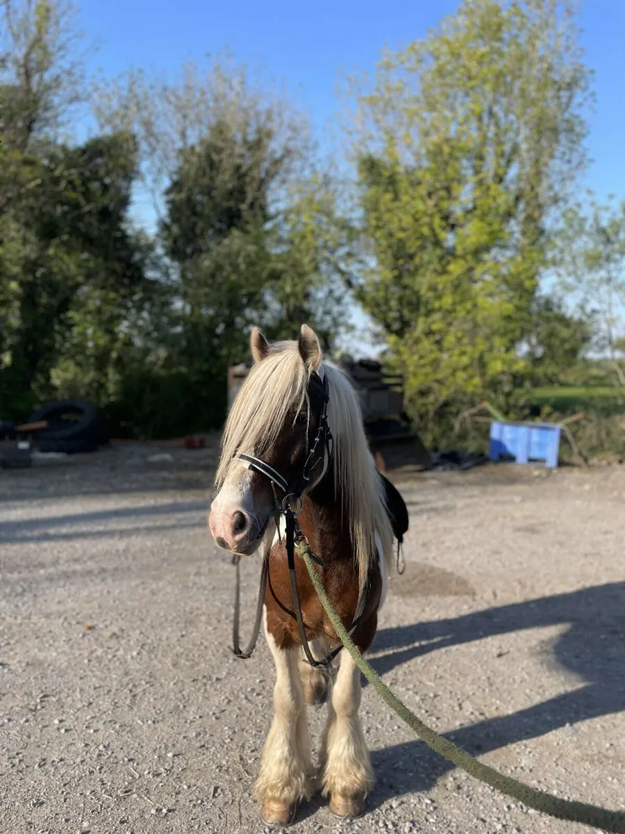 Riding cob - Image 1