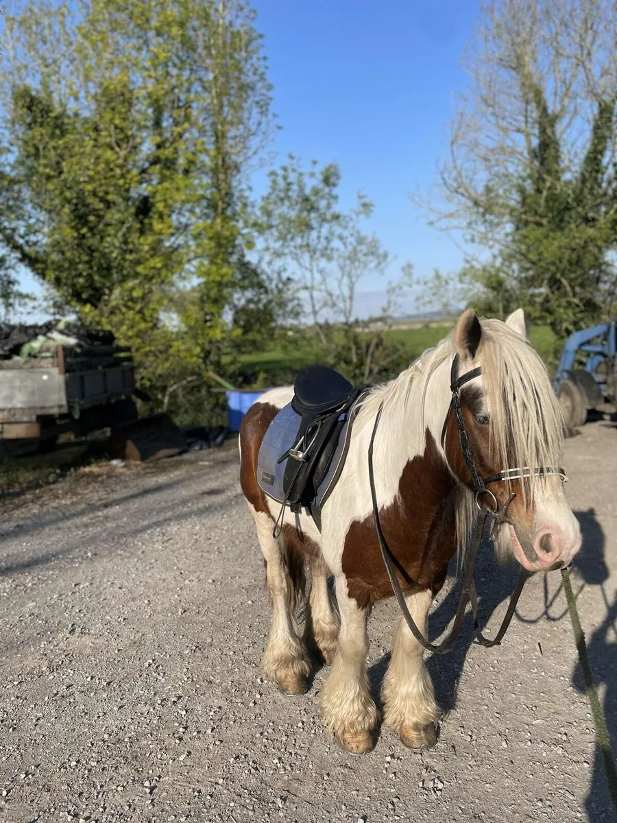 Riding cob - Image 2