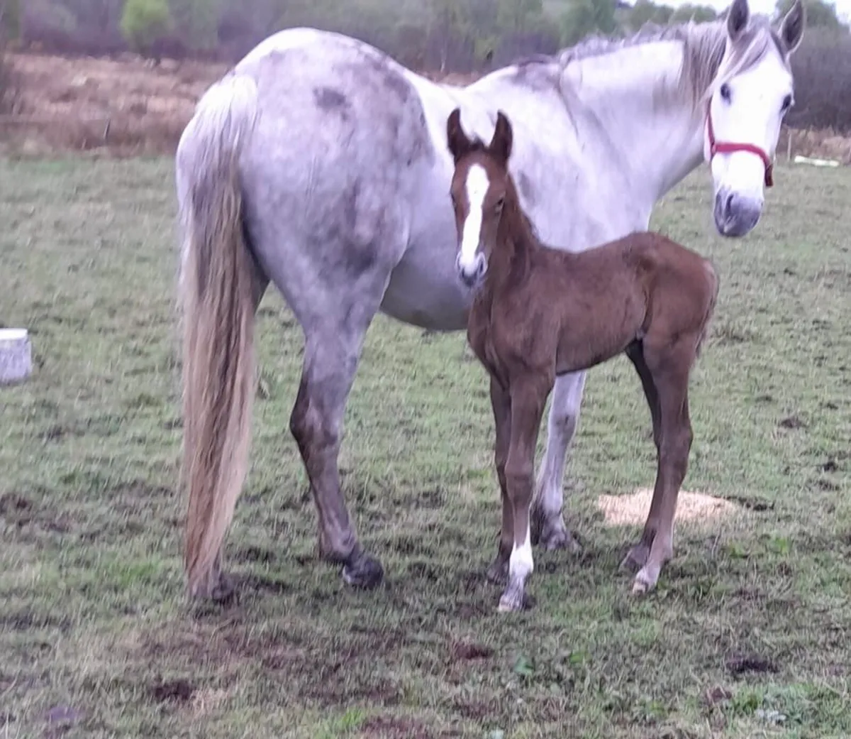 Irish Draught Mare & Foal - Image 1