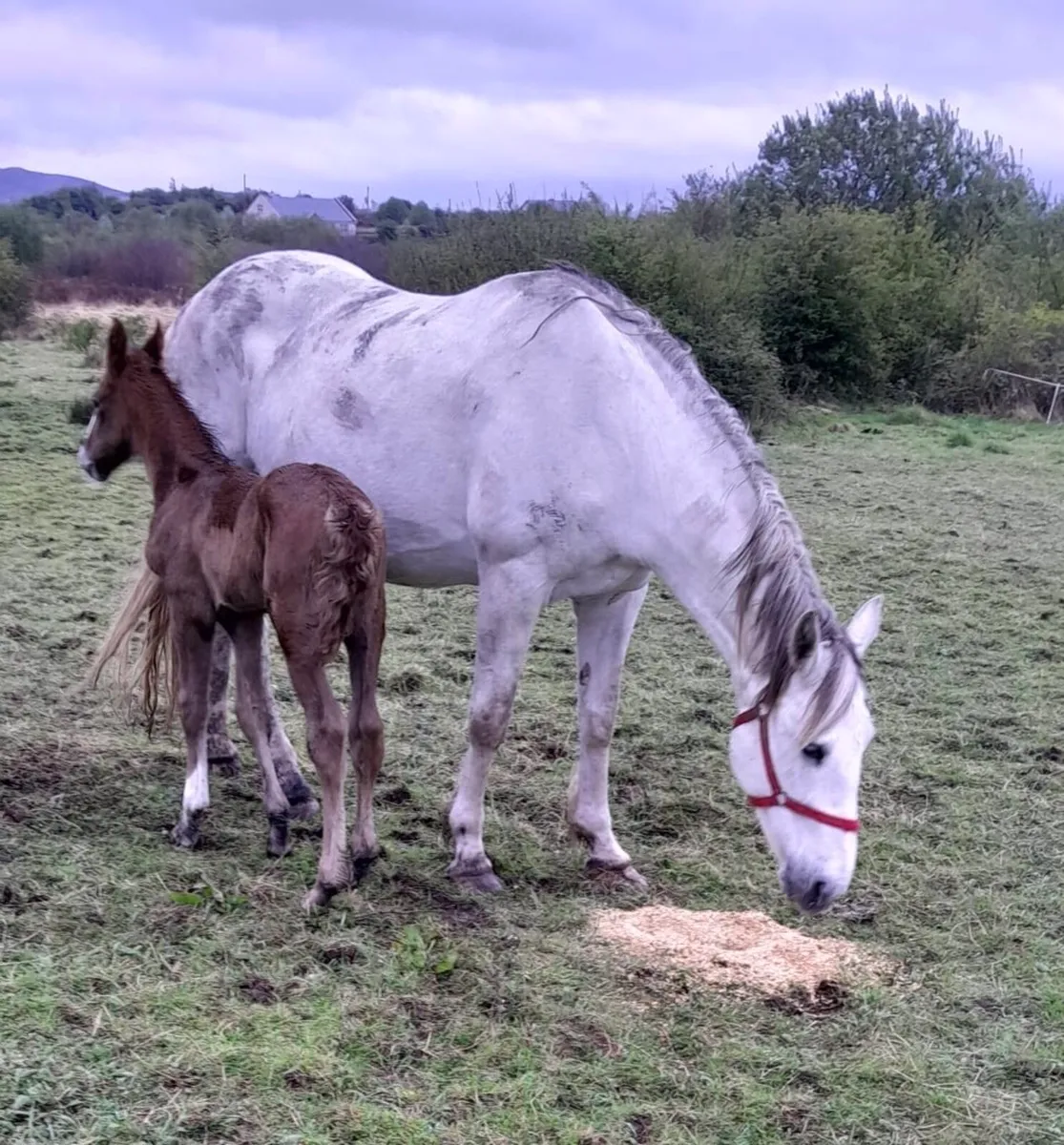 Irish Draught Mare & Foal - Image 2