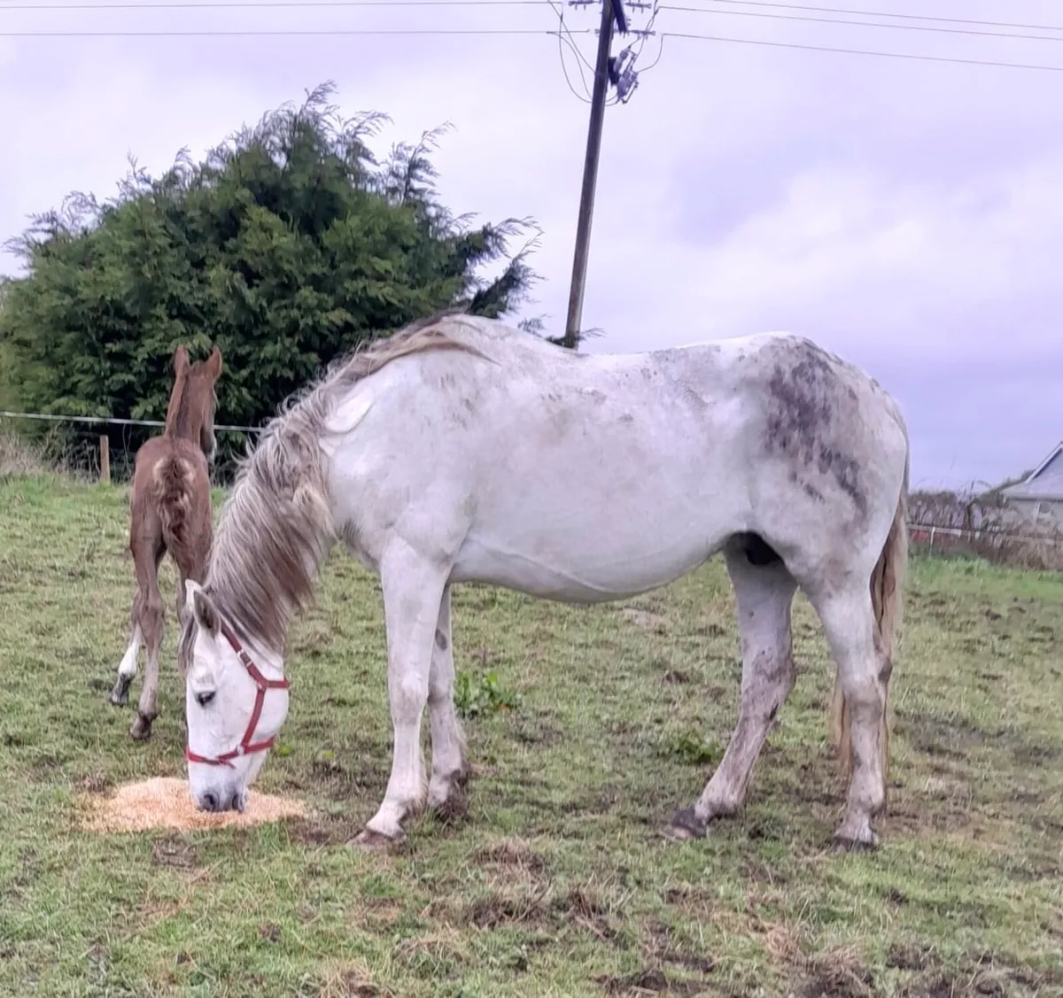 Irish Draught Mare & Foal - Image 3
