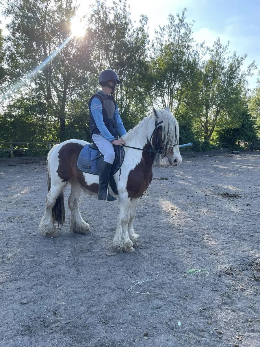 Riding cob - Image 3