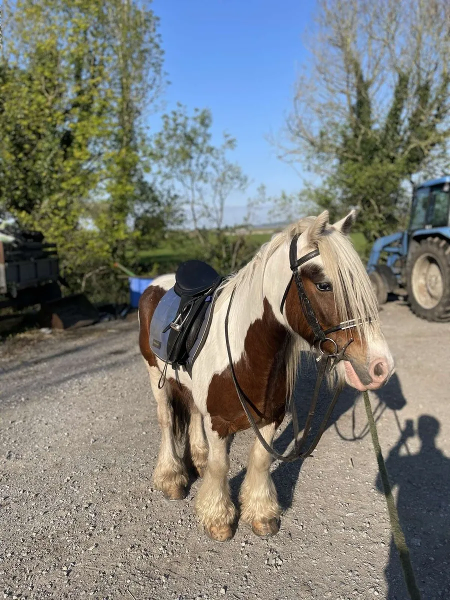 Riding cob - Image 4