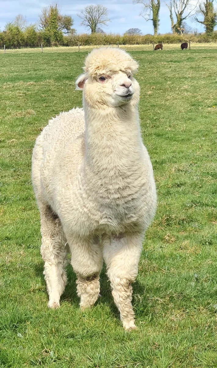 Alpacas - Image 3