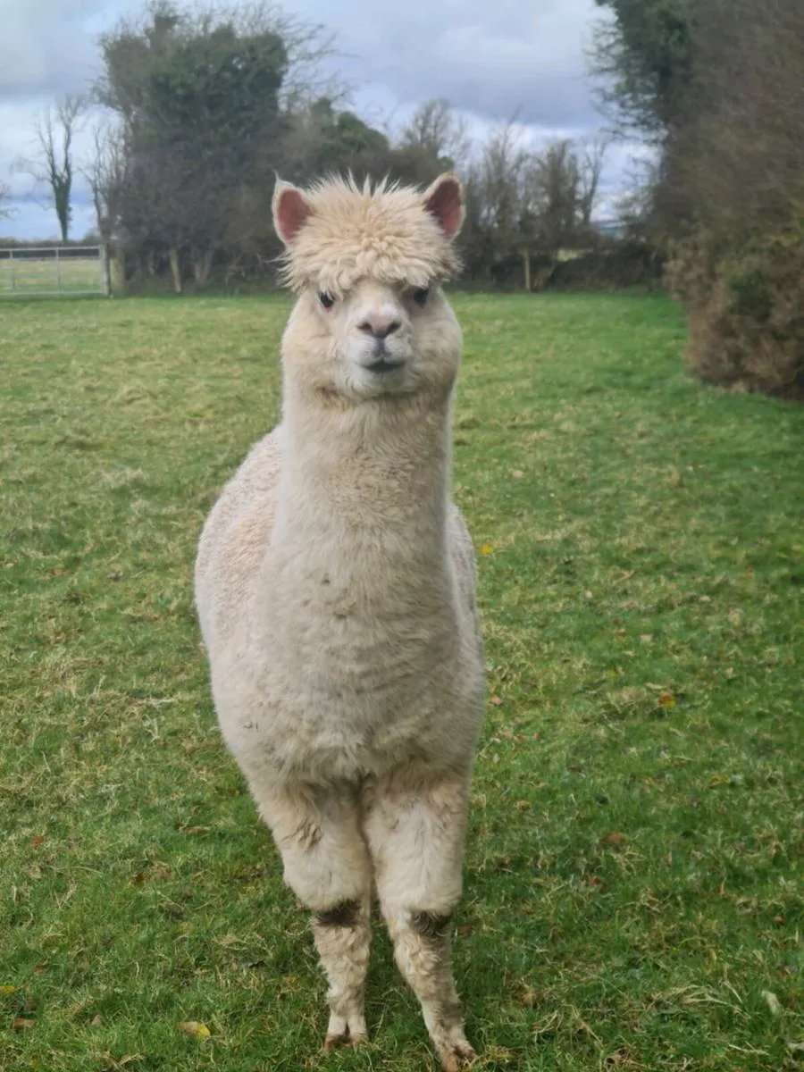 Alpacas - Image 4