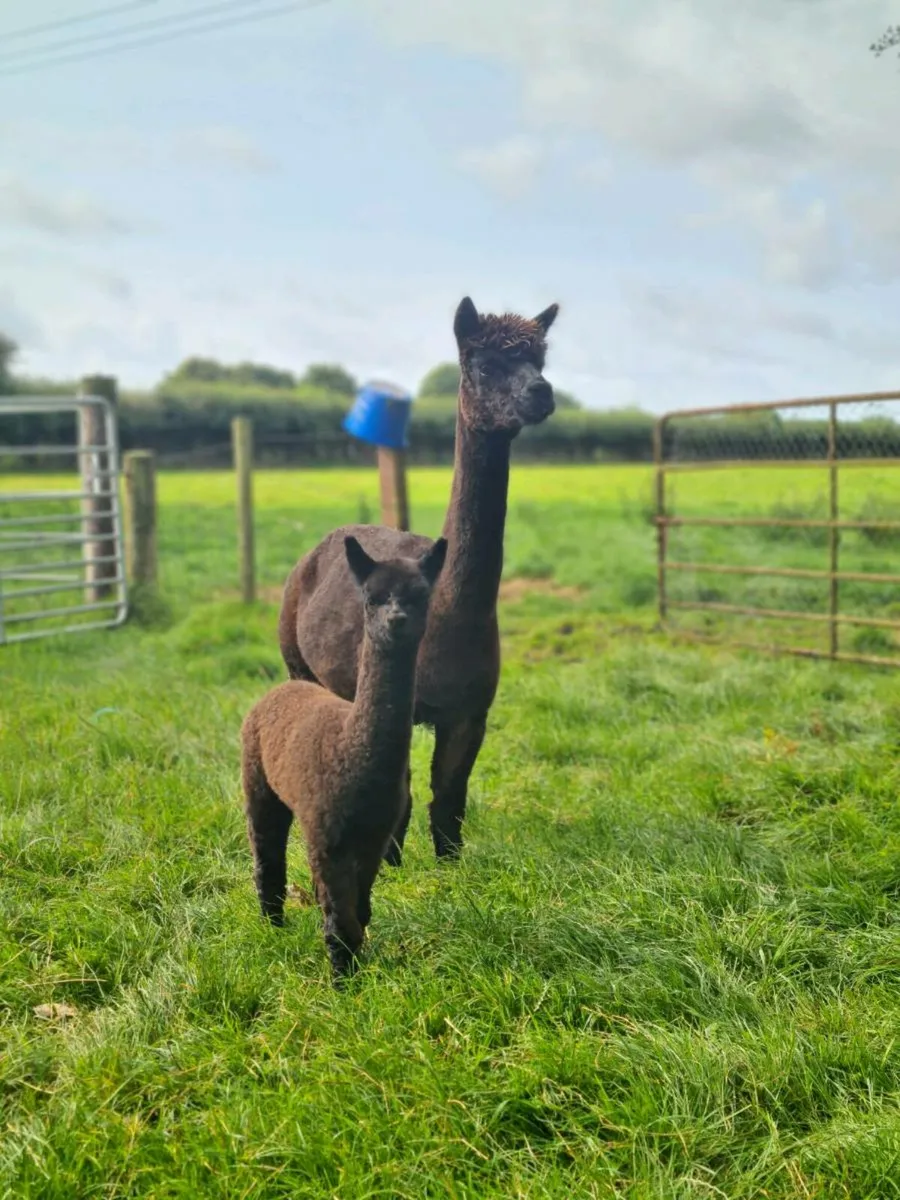 Alpacas - Image 1