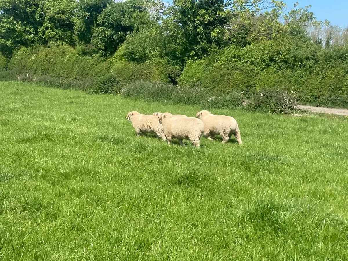 Rams - Image 4