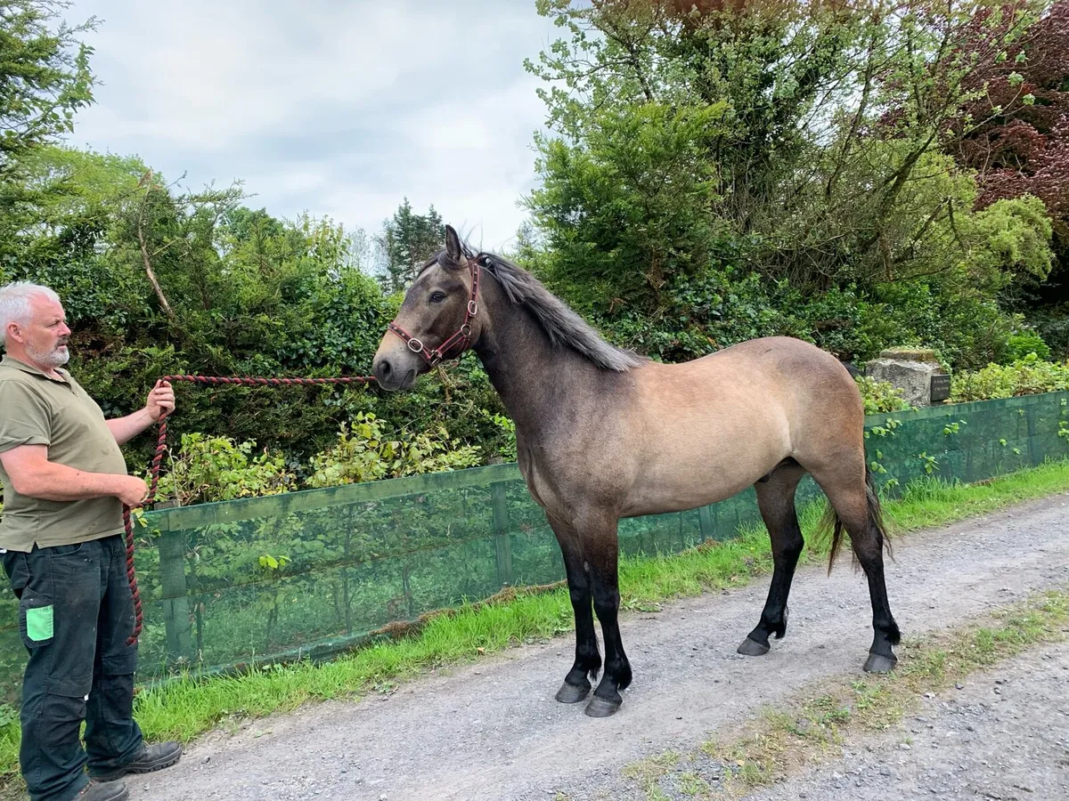 Lot 554 Clifden Sun 18th - Image 1
