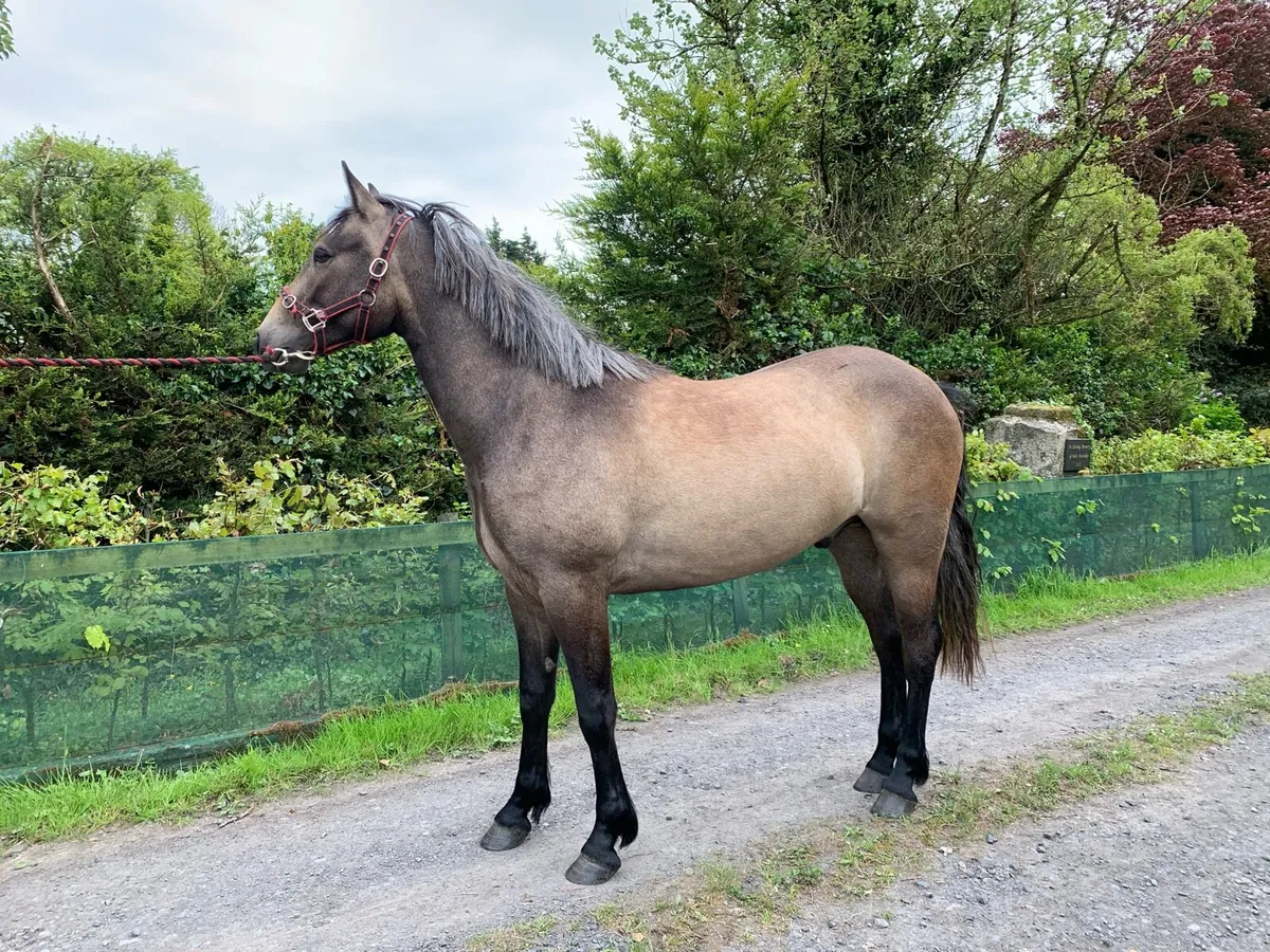 Lot 554 Clifden Sun 18th - Image 2