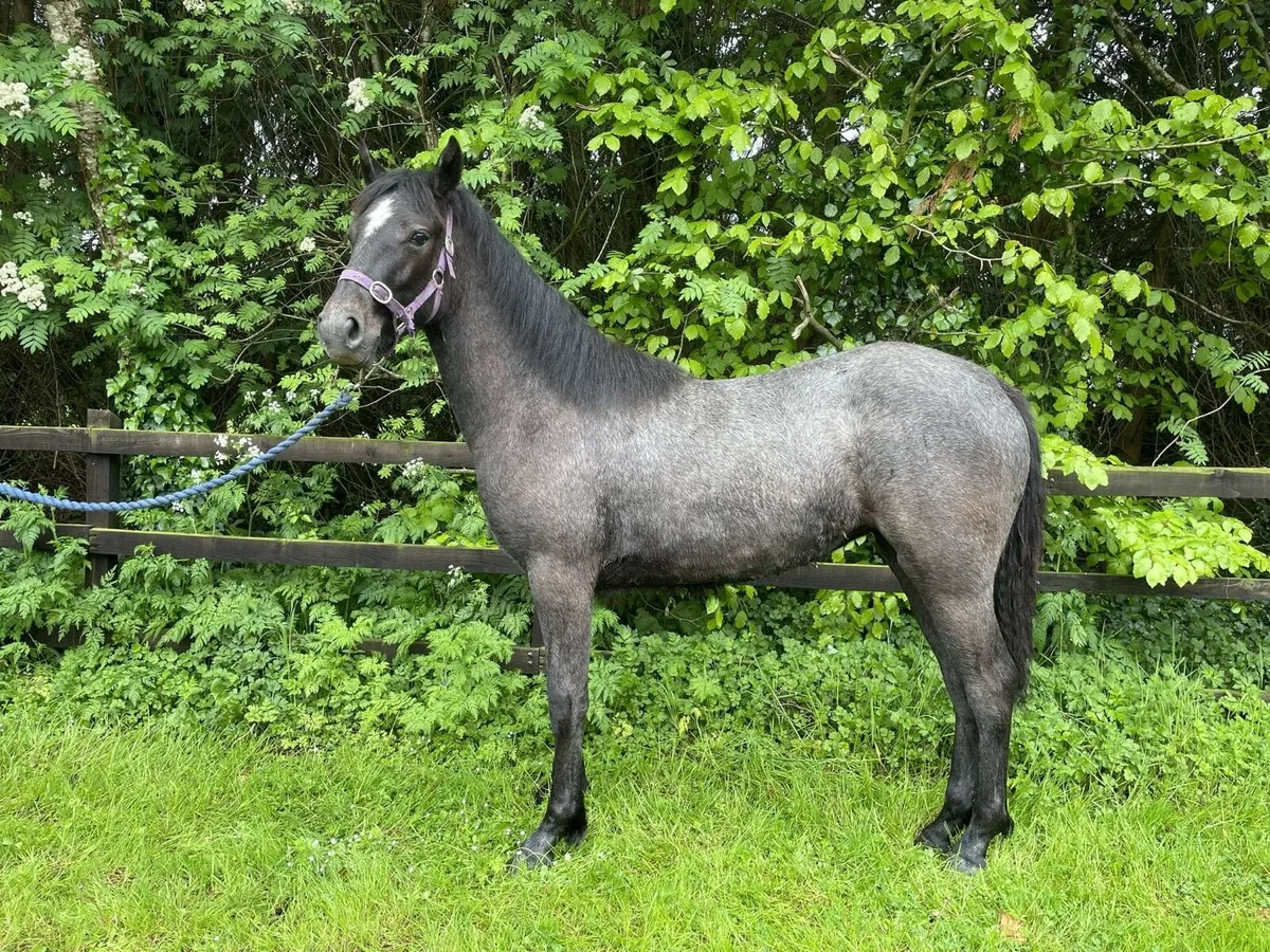 Lot 553 Clifden Sun 18th May - Image 1