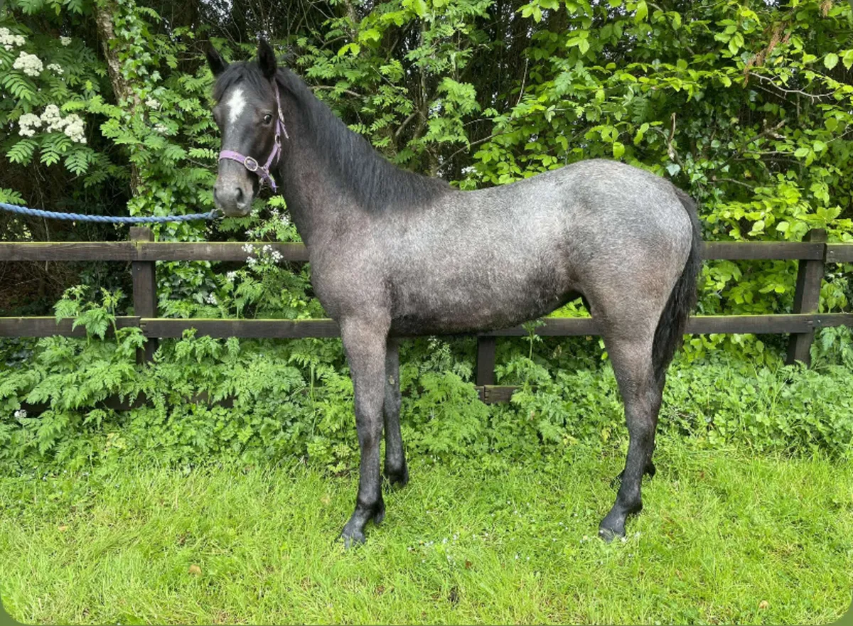 Lot 553 Clifden Sun 18th May - Image 2