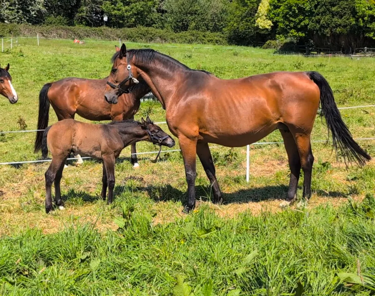 Argentinus progeny broodmare with foal by Livello - Image 2