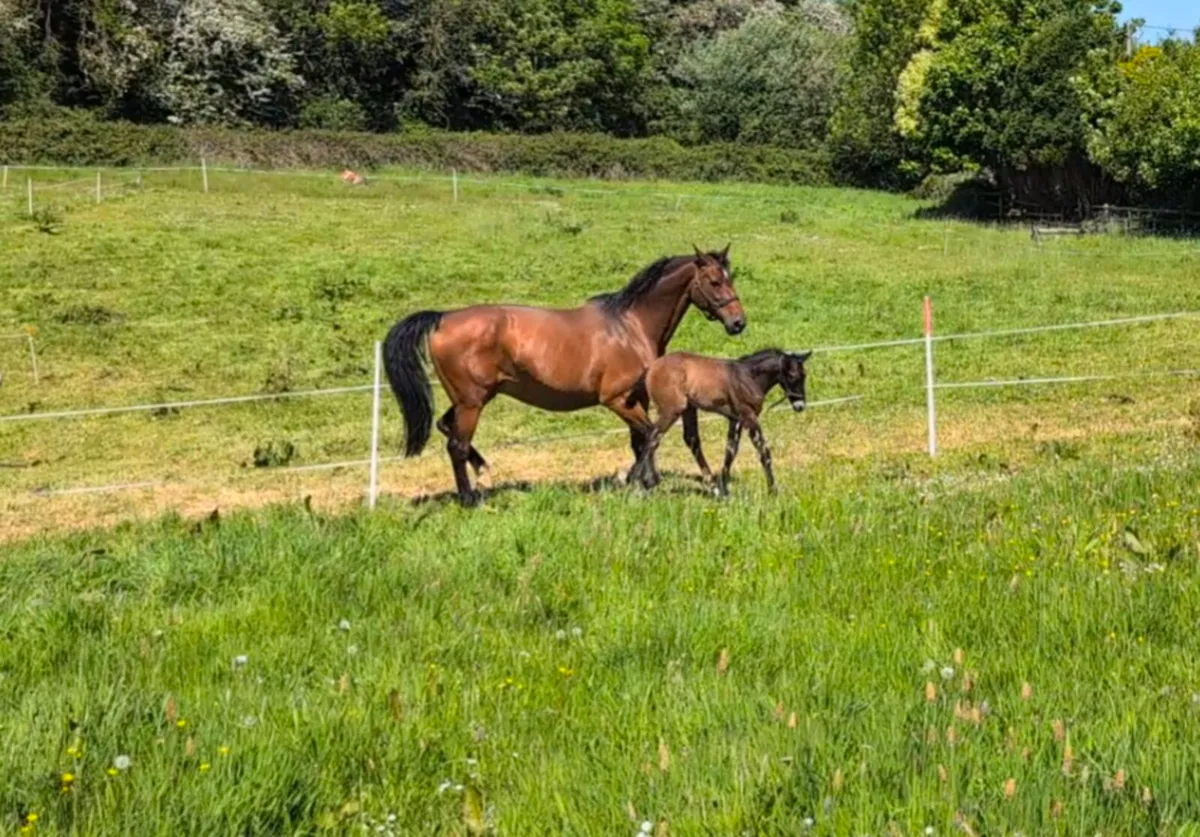 Argentinus progeny broodmare with foal by Livello - Image 4