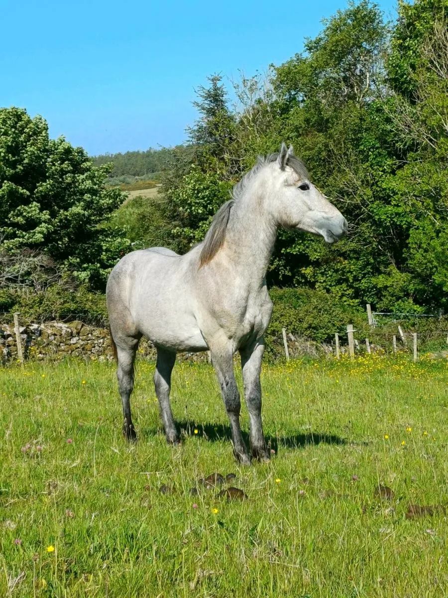 Connemara colt - Image 1