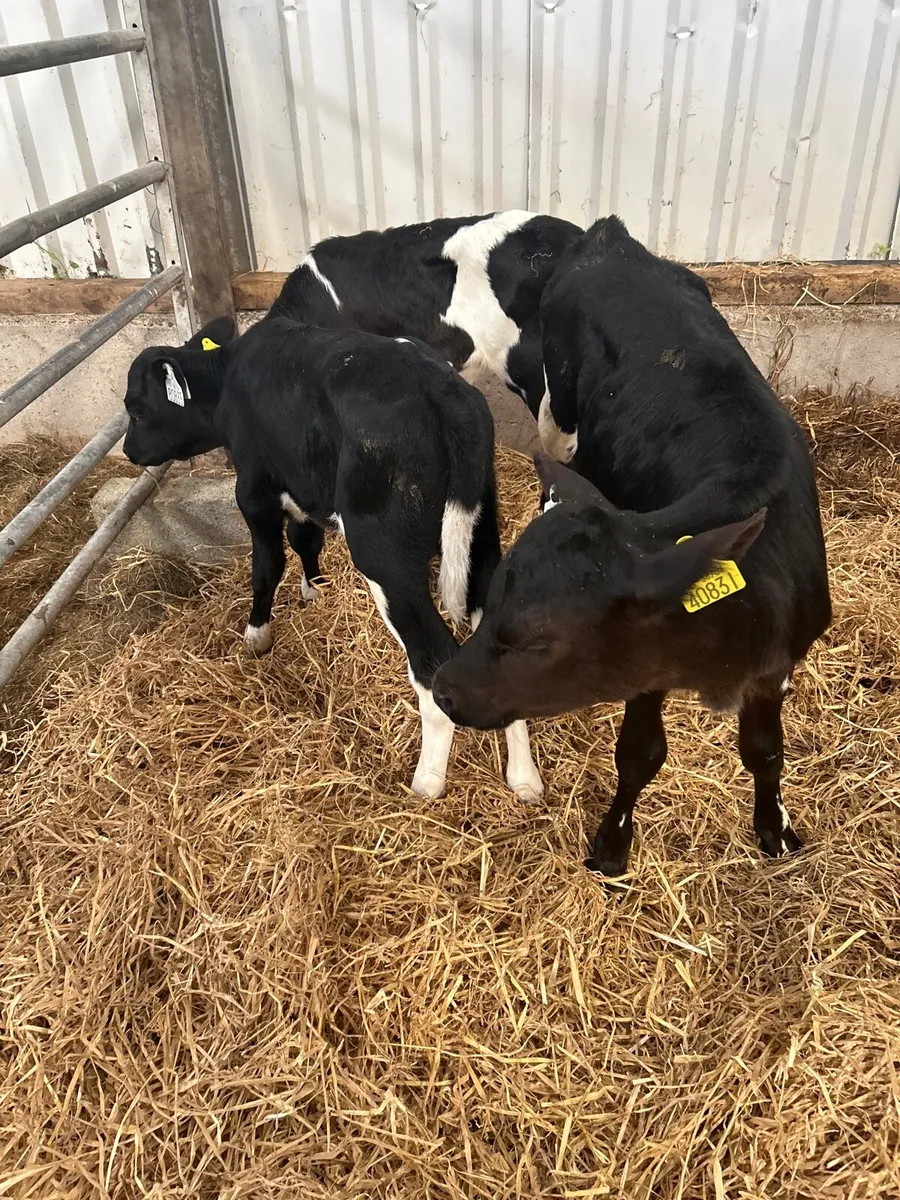 Friesian  heifer calves - Image 1
