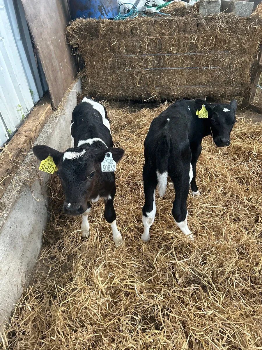 Friesian  heifer calves - Image 2