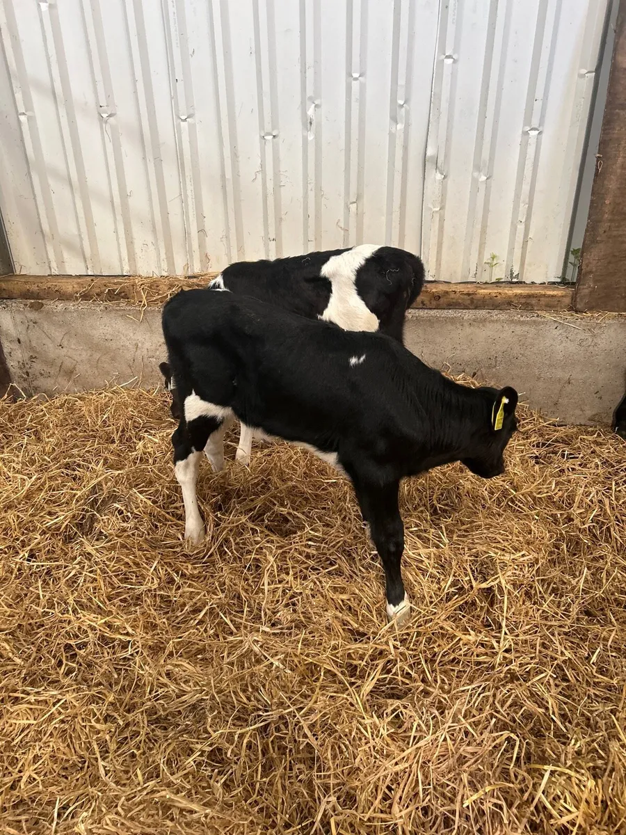 Friesian  heifer calves - Image 3