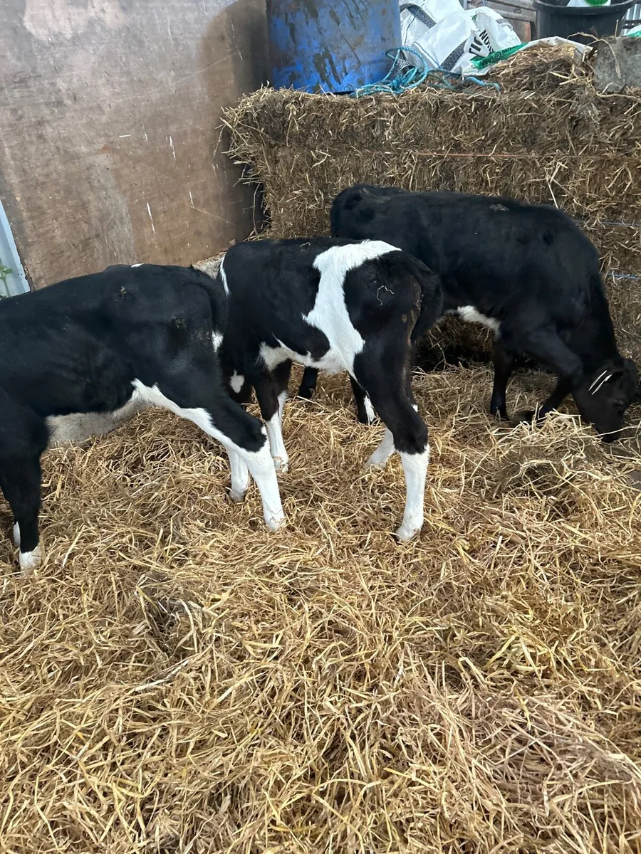 Friesian  heifer calves - Image 4