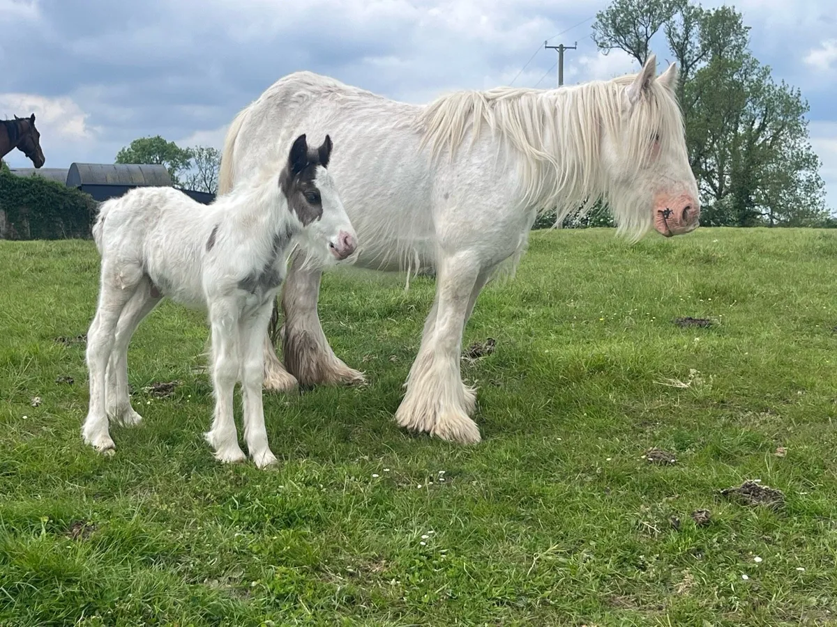 9 yr old Mare and Colt foal - Image 1