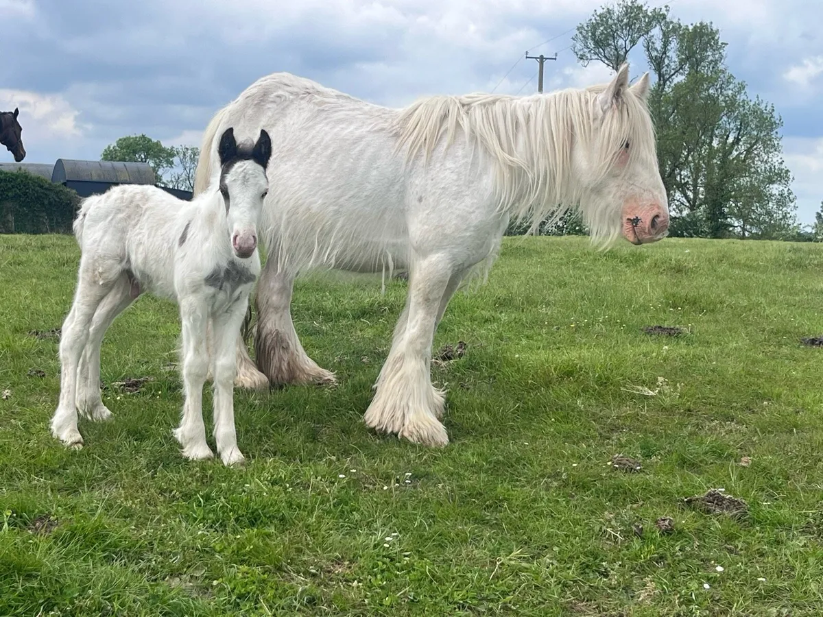 9 yr old Mare and Colt foal - Image 2