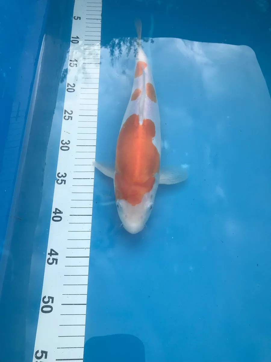 Japanese koi - Image 1