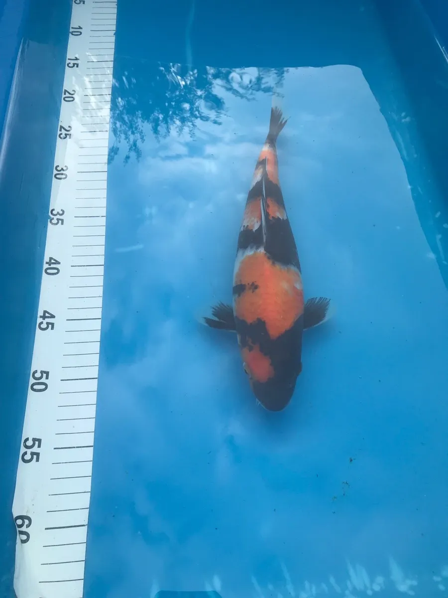 Japanese koi - Image 2