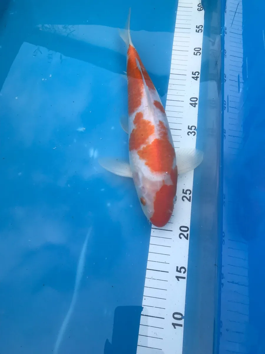 Japanese koi - Image 3