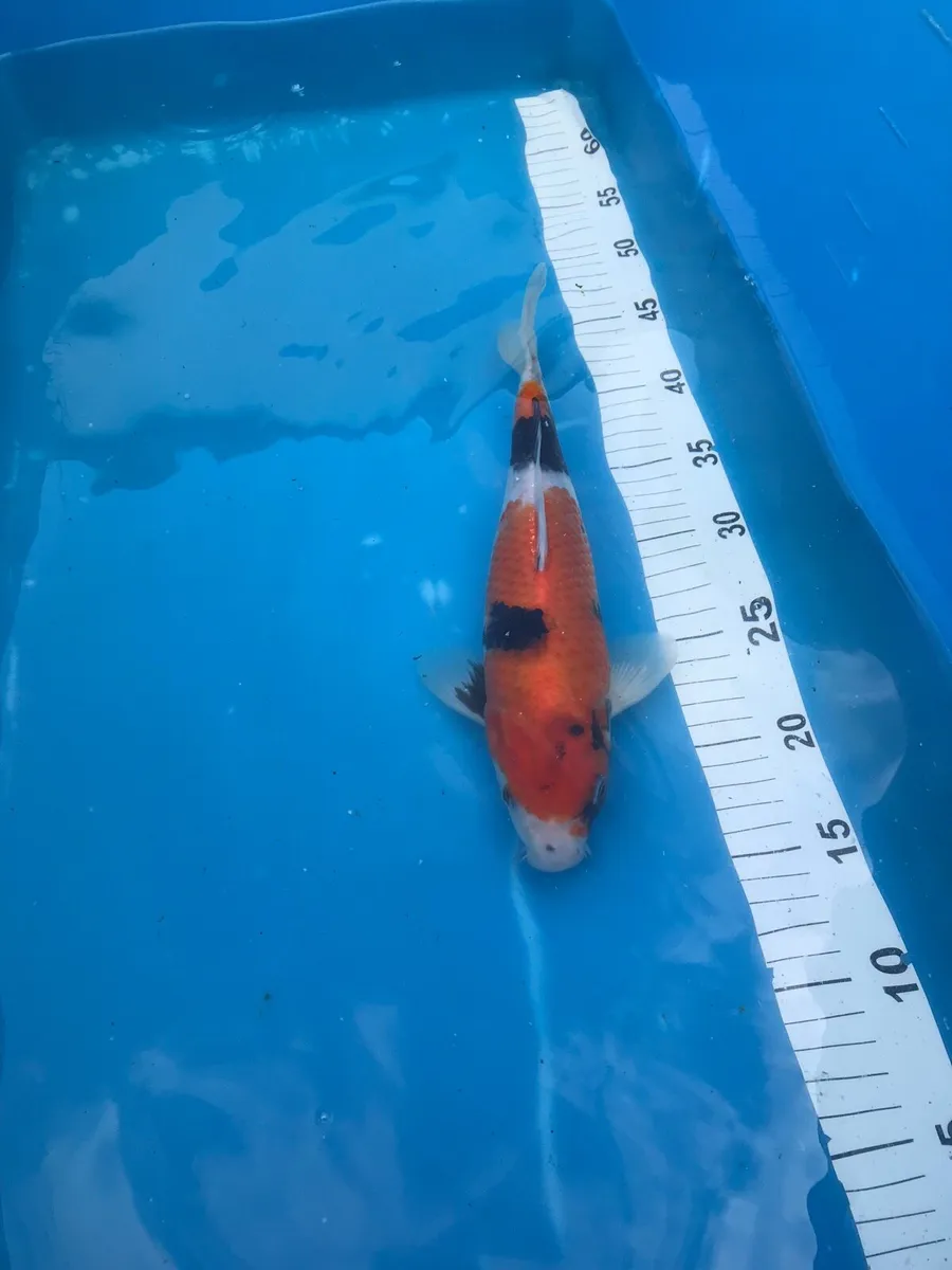 Japanese koi - Image 4