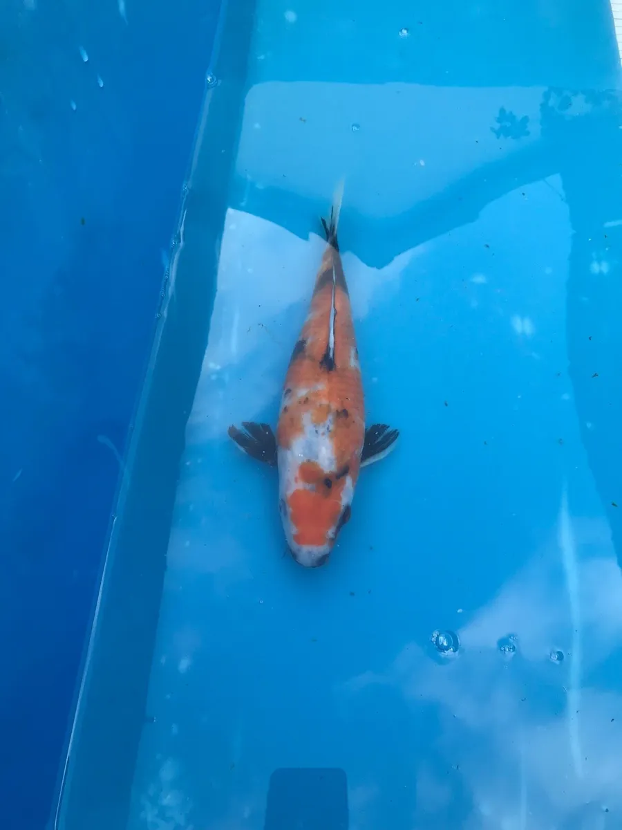 Japanese koi - Image 3