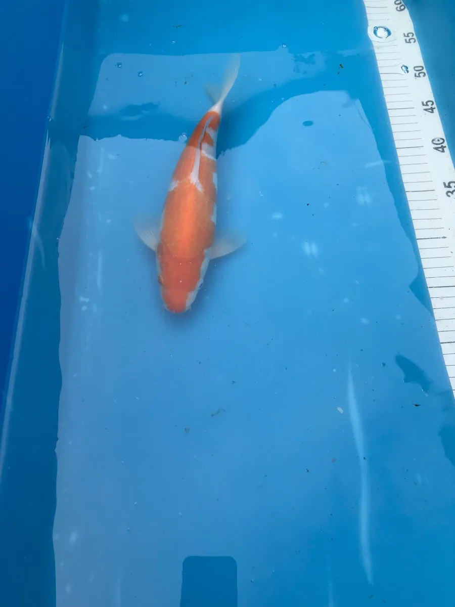 Japanese koi - Image 4