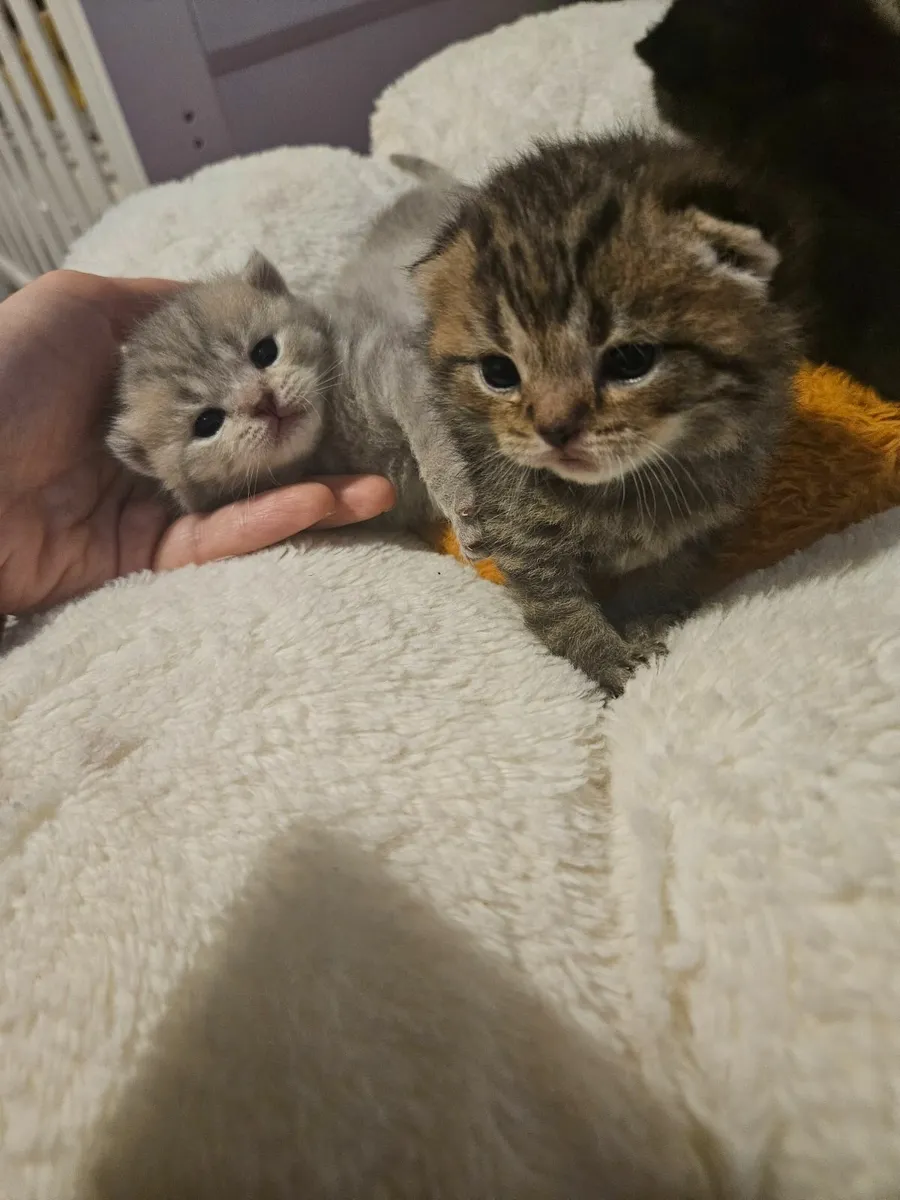 Brithsh Shorthair kittens - Image 1