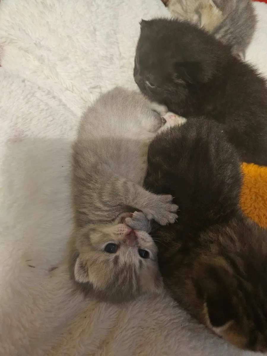 Brithsh Shorthair kittens - Image 2