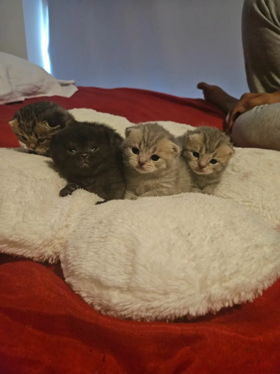 Brithsh Shorthair kittens - Image 3
