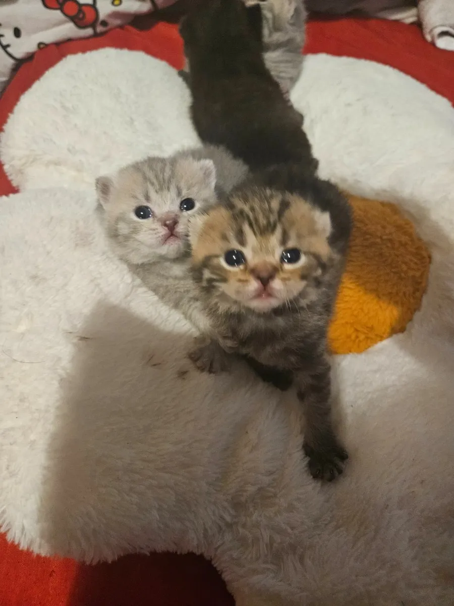 Brithsh Shorthair kittens - Image 4
