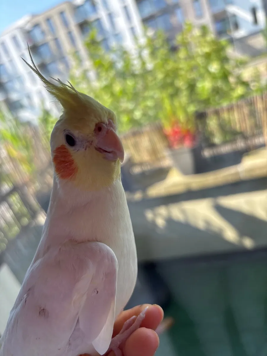 Cockatiel - Image 1