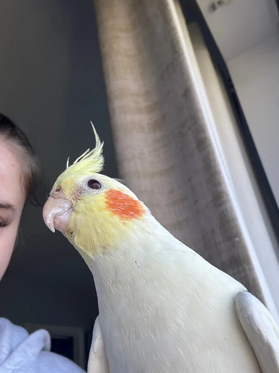 Cockatiel - Image 2