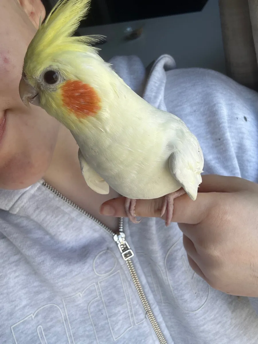 Cockatiel - Image 3