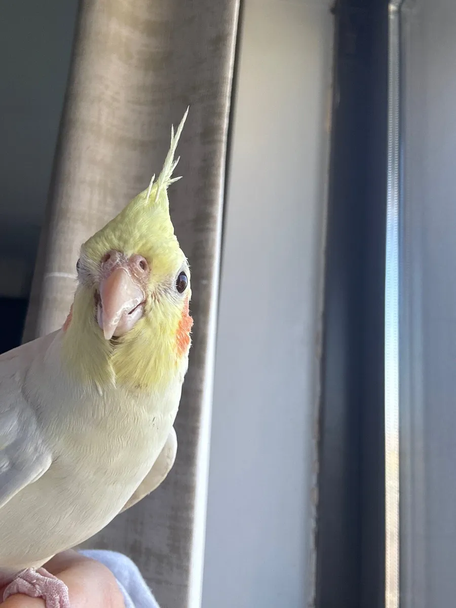 Cockatiel - Image 4