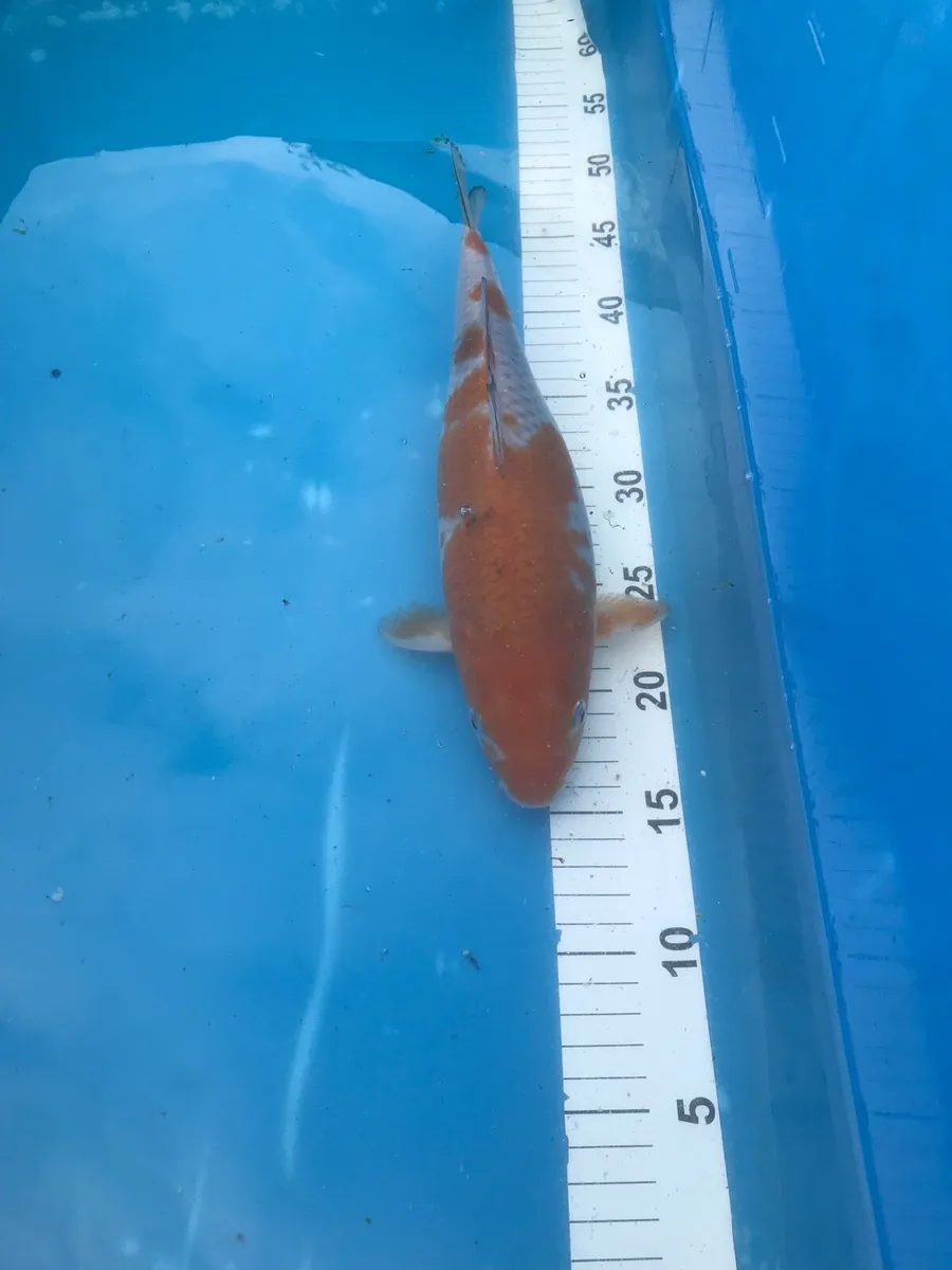 Japanese koi - Image 1