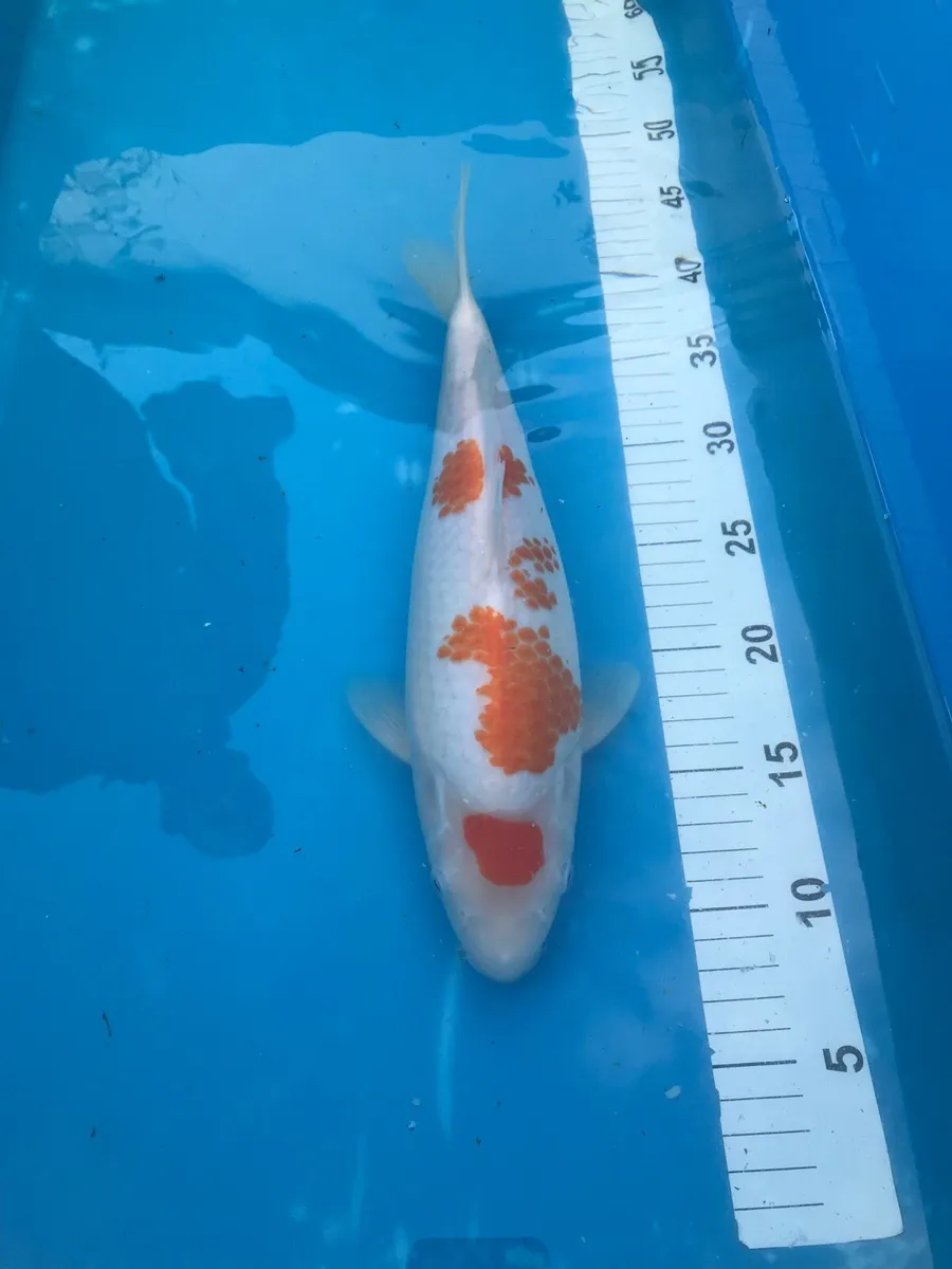 Japanese koi - Image 2