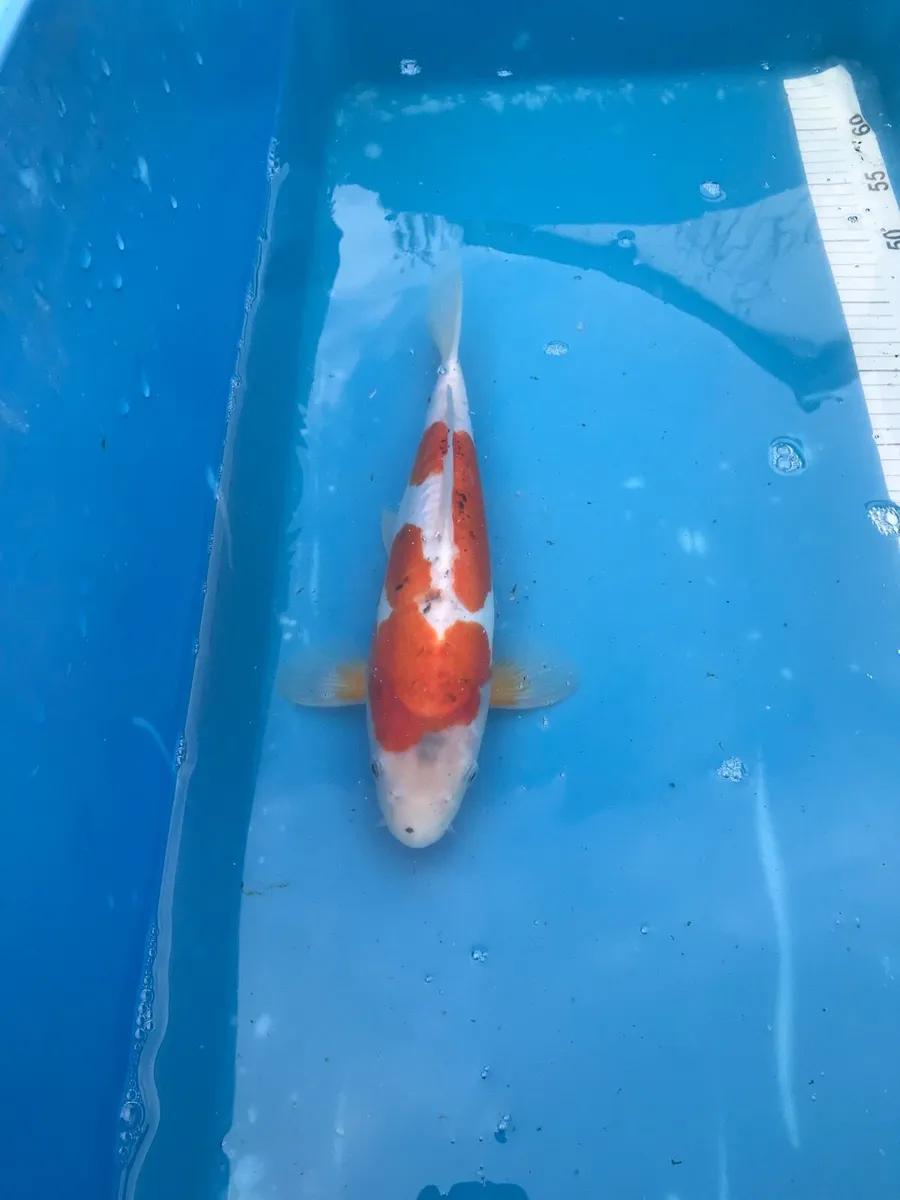 Japanese koi - Image 3